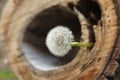 Morning landscape,ÃÂ White dandelion with green background, nature green backgound